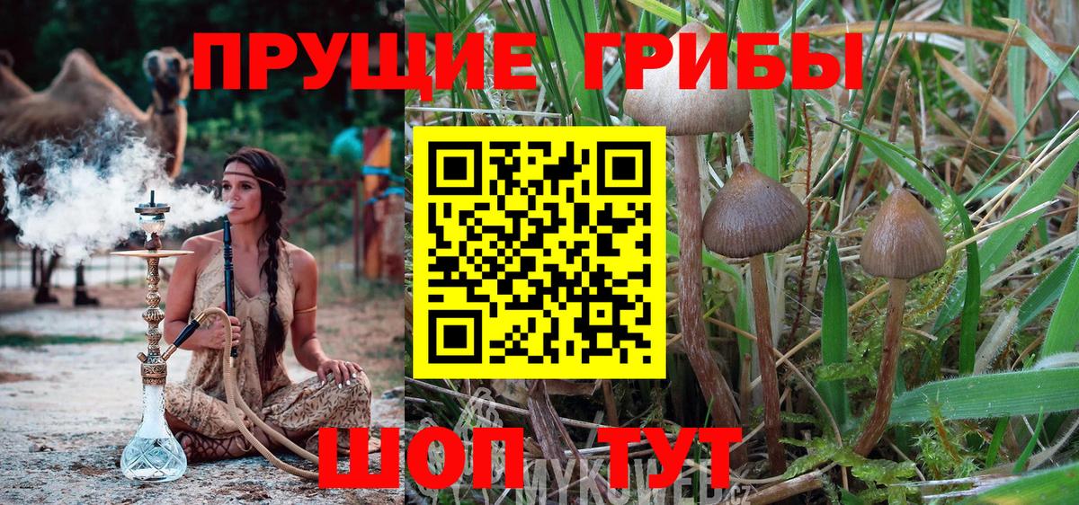 Галлюциногенные грибы Psilocybine cubensis  Псилоцибиновые грибы прущие грибы  Елизово  Вход с VPN 